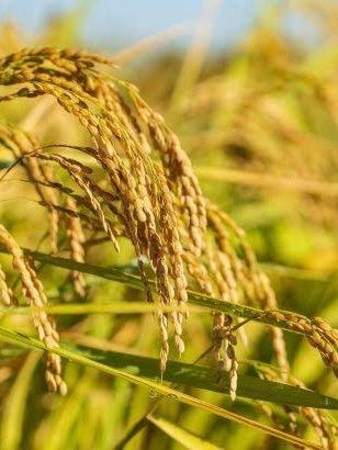 『一粒万倍日』長財布【受注生産】